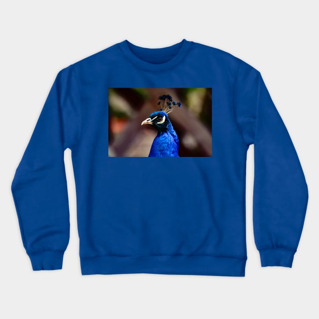 Peacock Crewneck Sweatshirt by Rob Johnson Photography
